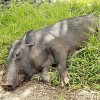 Sejdeme se na pičovce - Povedená cibulačka